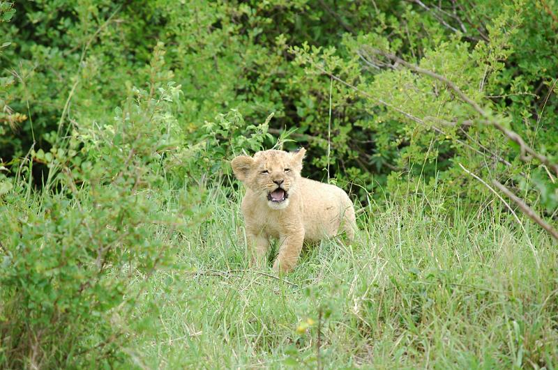 Cub is adventurous.JPG
